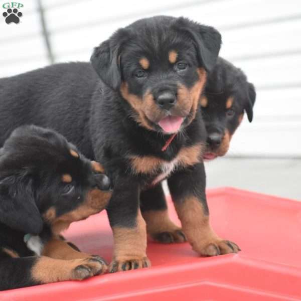 Amaya, Bernese Mountain Dog Mix Puppy